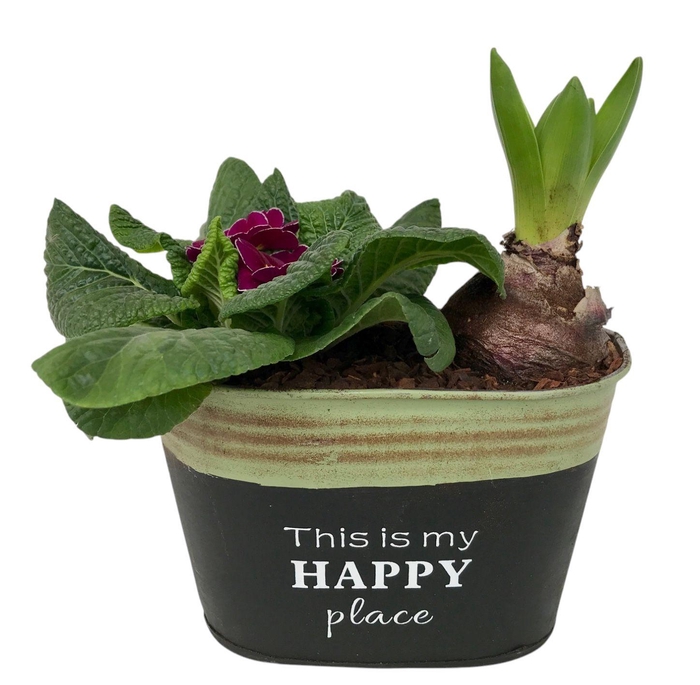 <h4>Primula Happy Zink Ovaal Hyacint 640</h4>