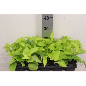 Epipr Golden Pothos