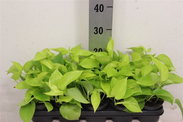 <h4>Epipr Golden Pothos</h4>