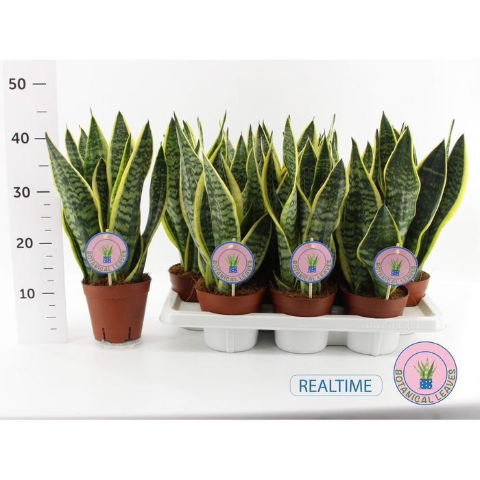 <h4>SANSEV FUTURA SUPERB</h4>