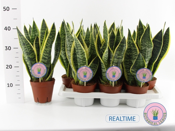 <h4>SANSEV FUTURA SUPERB</h4>