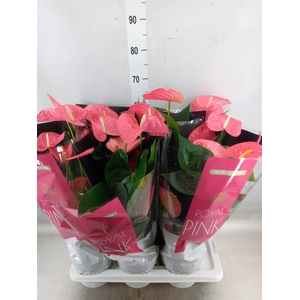 Anthurium andr. 'Maine'