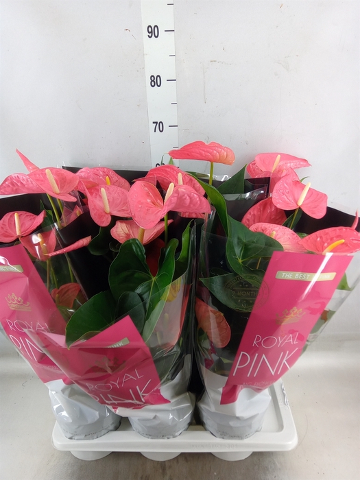 <h4>Anthurium andr. 'Maine'</h4>