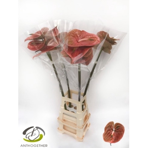 Anthurium Cognac