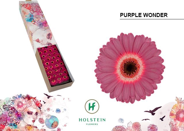 <h4>Gerbera mini Purple Wonder</h4>