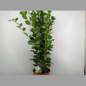 Ficus microcarpa 'Moclame'