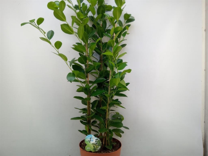 <h4>Ficus microcarpa 'Moclame'</h4>