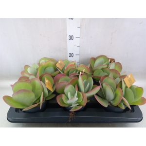 Kalanchoe NF thyrsiflora