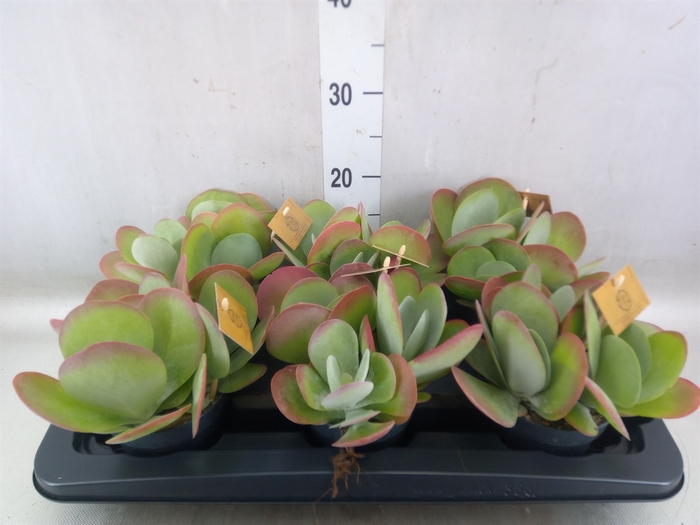 <h4>Kalanchoe NF thyrsiflora</h4>