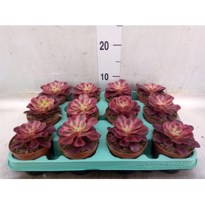 Aeonium   ...