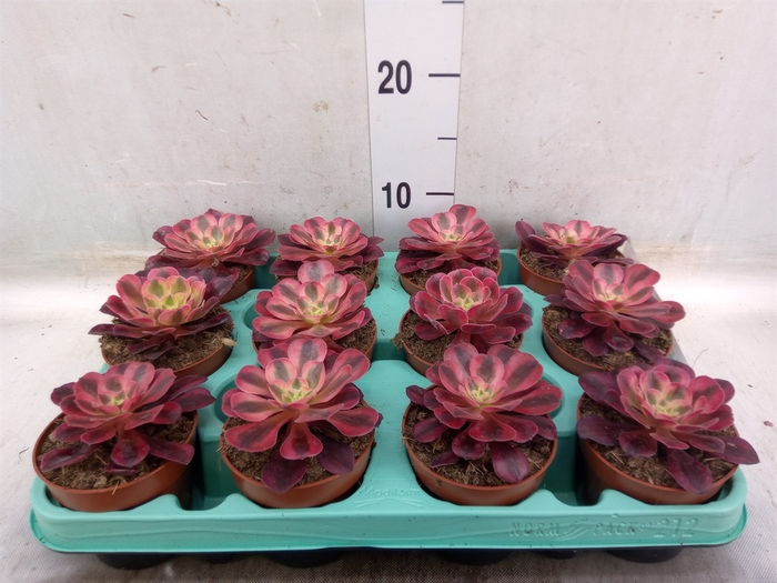 <h4>Aeonium   ...</h4>