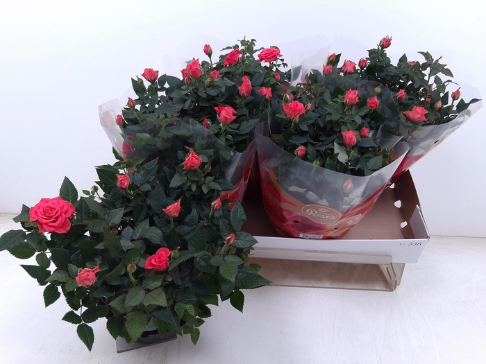 <h4>RO FAV RO PINK</h4>