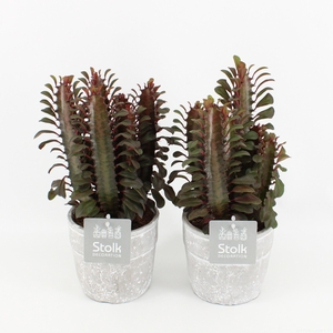 Euphorbia Trigona Rubra in Stone Look Pot