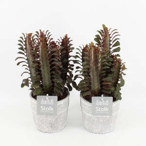 Euphorbia Trigona Rubra in Stone Look Pot