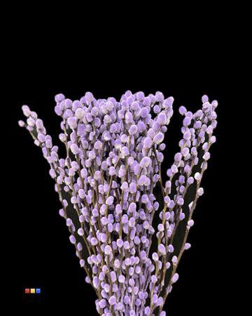 <h4>Salix Pussy Willow Milka</h4>