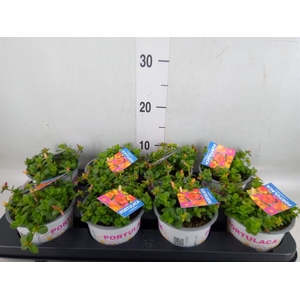Portulaca   ...mix in pot