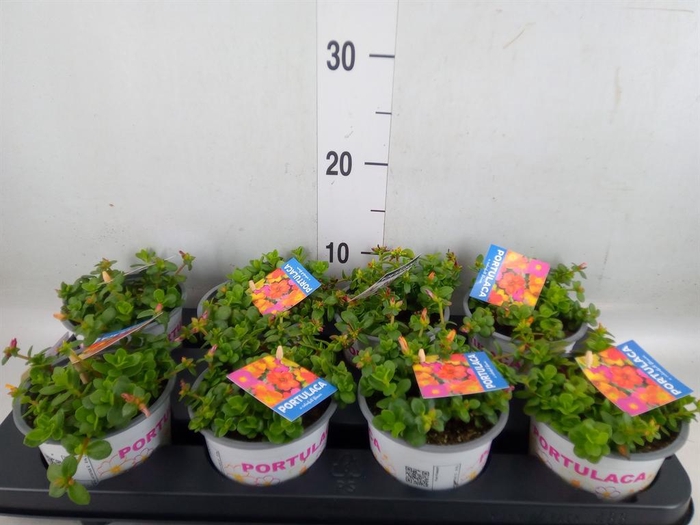 <h4>Portulaca   ...mix in pot</h4>