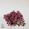 .Bougainvillea alexandra