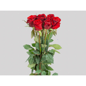ROSA CHECKMATE 050 CM VERMELHO ESTUFA