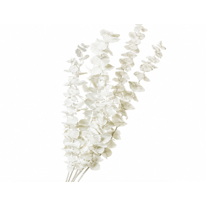 Dried Bleached Eucalyptus Cinerea