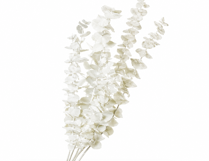 <h4>Dried Bleached Eucalyptus Cinerea</h4>