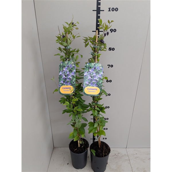 <h4>Clematis 'Fascination' PBR & PP</h4>
