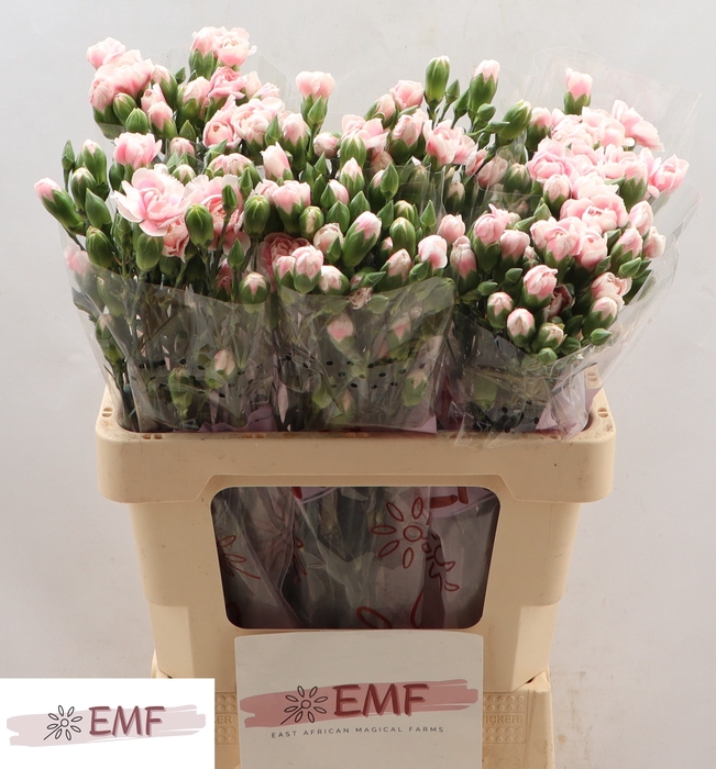 <h4>DI TR COSMOPINK</h4>