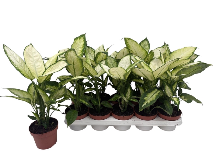 <h4>DIEFF CAMILLA</h4>