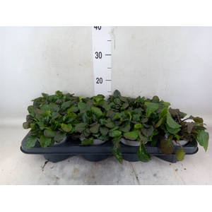 Ajuga reptans 'Braunherz'