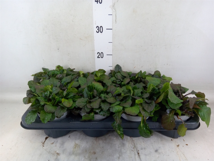 <h4>Ajuga reptans 'Braunherz'</h4>