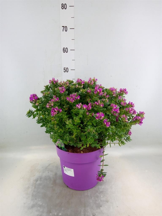 <h4>Polygala myrtifolia</h4>