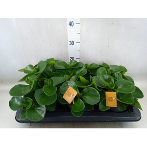 Peperomia obt. 'Green Gold'