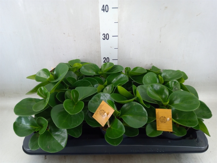 <h4>Peperomia obt. 'Green Gold'</h4>