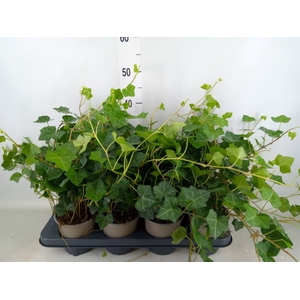 Hedera hibernica