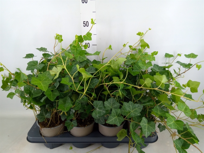 <h4>Hedera hibernica</h4>