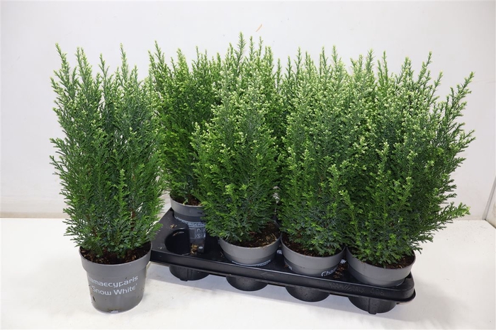 <h4>arr8 Cham L Snow White</h4>