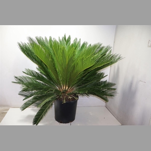 Cycas Revoluta