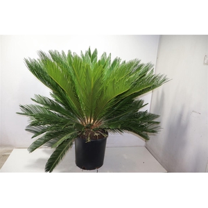 arr8 Cycas Revoluta