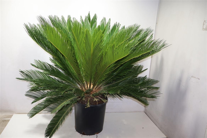 <h4>arr8 Cycas Revoluta</h4>