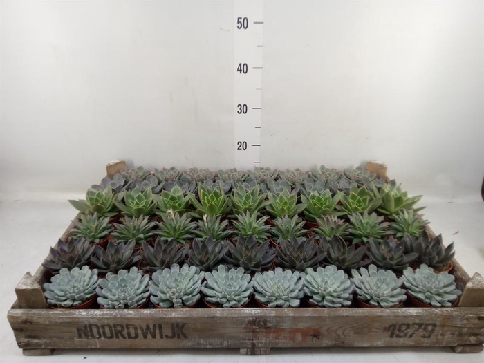<h4>Echeveria   ...</h4>