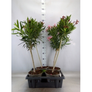 Nerium oleander   ...