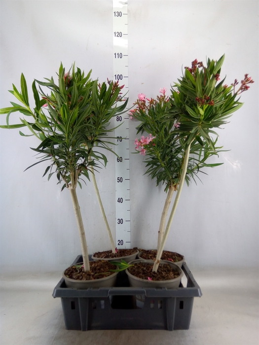 <h4>Nerium oleander   ...</h4>