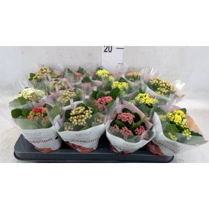 Kalanchoe blos. 'RoyalDon'   ..mix