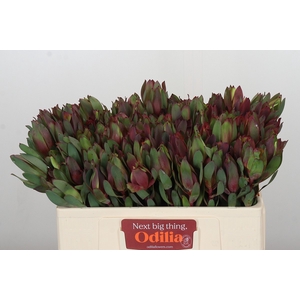 Leucadendron Senorita