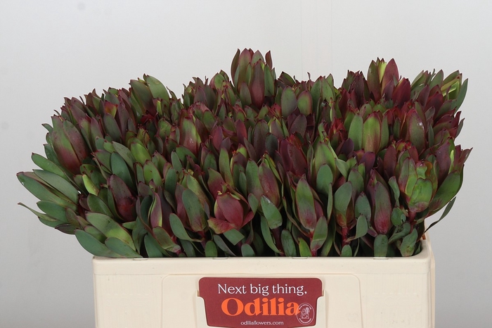 Leucadendron Senorita
