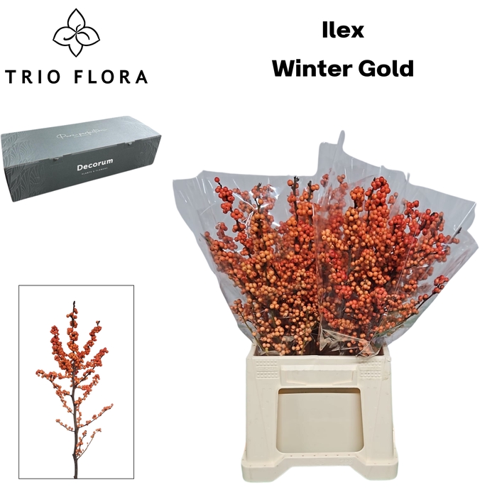 <h4>ILEX VE WINTER GOLD Big Box 50</h4>