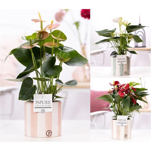 <h4>Anthurium mix in P&PURE Eline 2 cer. ass. 3</h4>