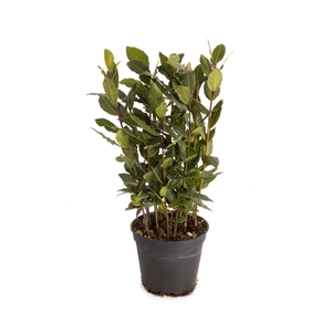 Laurus nobilis Global GAP gecertificeerd P12