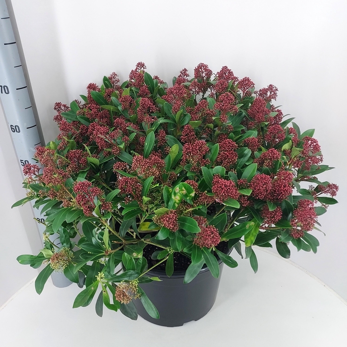 <h4>SKIM J RUBINETTA</h4>