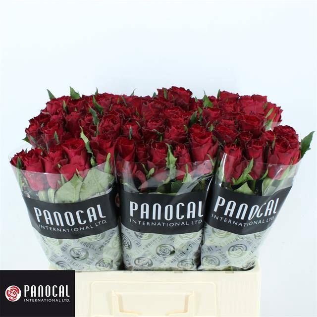 <h4>ROSA GR 'MADAM RED'</h4>